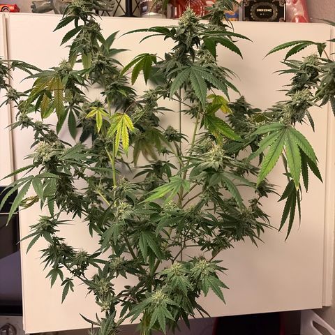 Sundea Driver  #1 growlog photo: 
I gave it another feed today PH was 6.4 and the PPM was 963. I am beginning the eighth week of Bloom two more weeks left.