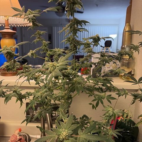 Sundea Driver  #1 growlog photo: 
I gave it another feed today PH was 6.4 and the PPM was 963. I am beginning the eighth week of Bloom two more weeks left.