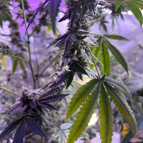 Sundea Driver  #1 growlog photo:  I am supposed to be cutting on the 30th.