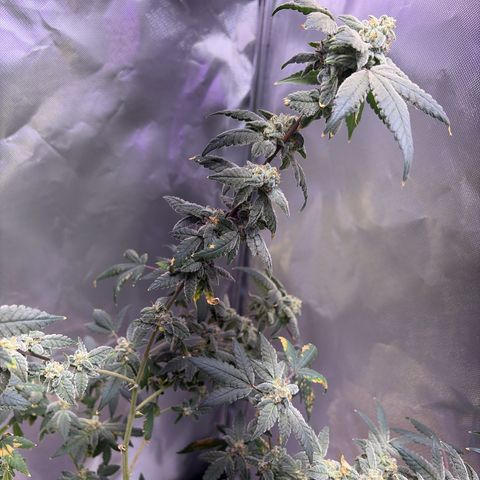 Sundea Driver  #1 growlog photo:  I am supposed to be cutting on the 30th.