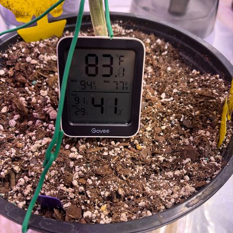 Sundea Driver  #1 growlog photo:  I am supposed to be cutting on the 30th.