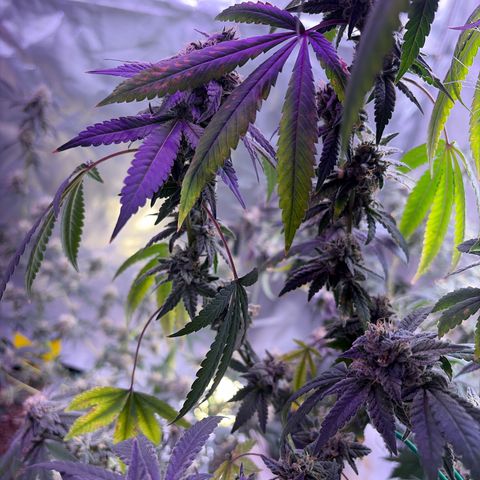 Sundea Driver  #1 growlog photo:  I am supposed to be cutting on the 30th.