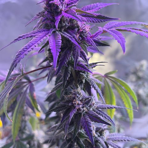 Sundea Driver  #1 growlog photo:  I am supposed to be cutting on the 30th.