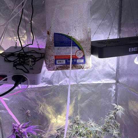 Sundea Driver  #1 growlog photo:  I am supposed to be cutting on the 30th.