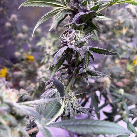 Sundea Driver  #1 growlog photo:  I am supposed to be cutting on the 30th.