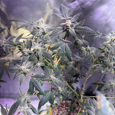 Sundea Driver  #1 growlog photo:  I am supposed to be cutting on the 30th.