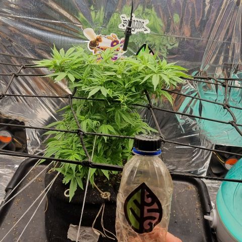 Amnésia haze (clone) growlog photo: Dia de rega, agora o intervalo entre rega diminui para dois dias 