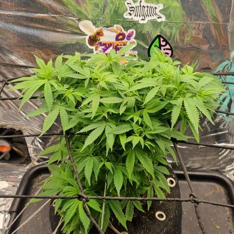 Amnésia haze (clone) growlog timeline photo