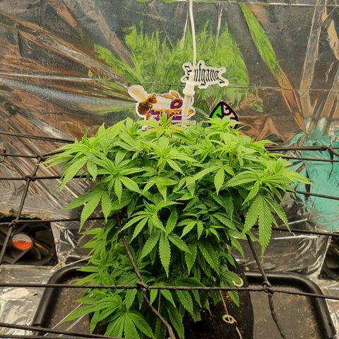 Amnésia haze (clone) growlog timeline photo