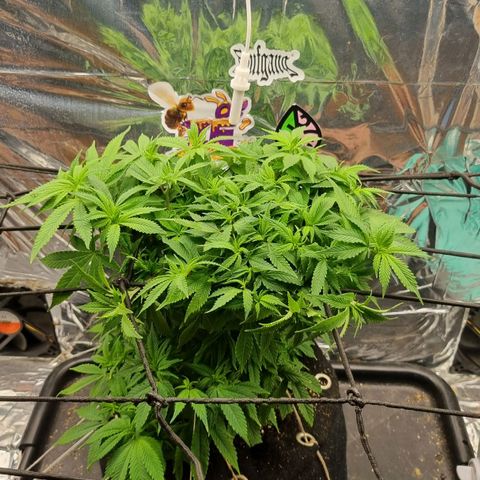 Amnésia haze (clone) growlog timeline photo