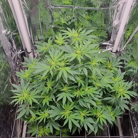 Amnésia haze (clone) growlog timeline photo