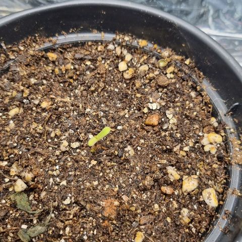 AK 47 growlog timeline photo