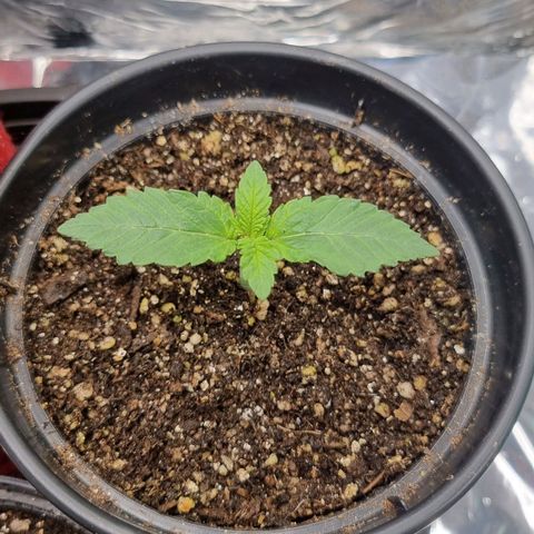 AK 47 growlog timeline photo