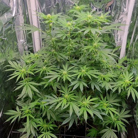 Amnésia haze (clone) growlog timeline photo