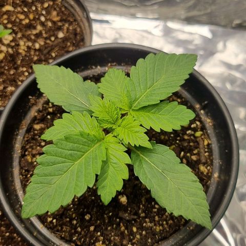 AK 47 growlog timeline photo