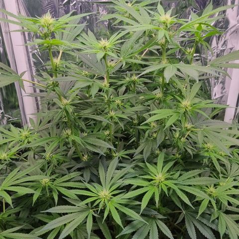 Amnésia haze (clone) growlog timeline photo