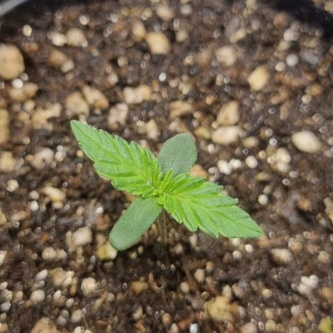 Wedding cake  growlog timeline photo
