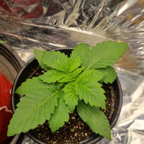 AK 47 growlog timeline photo