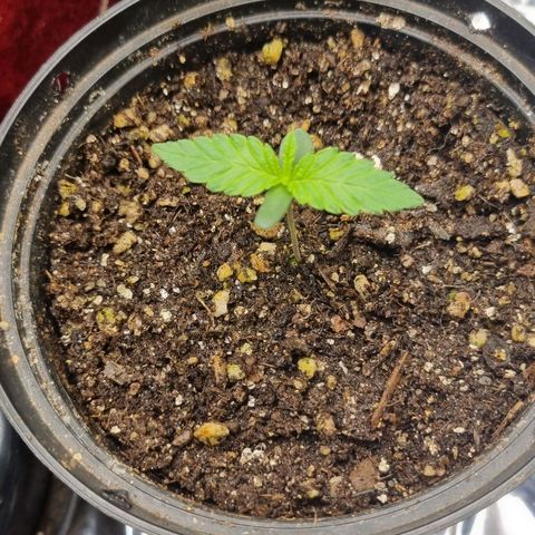 Wedding cake  growlog timeline photo