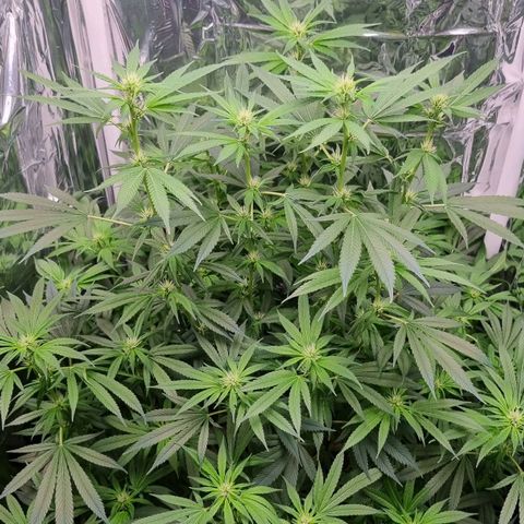 Amnésia haze (clone) growlog timeline photo