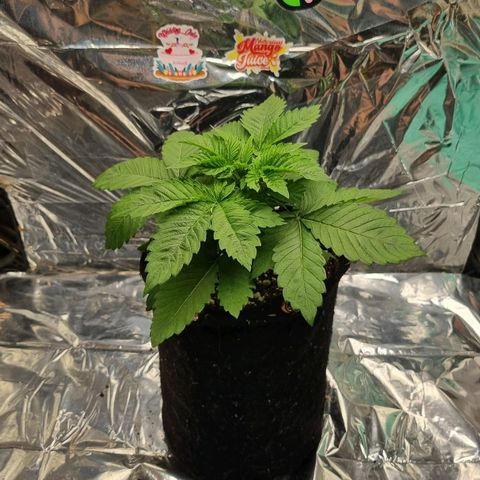 AK 47 growlog timeline photo