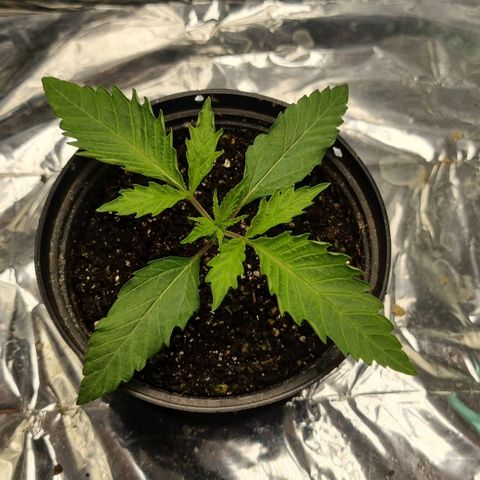 Wedding cake  growlog timeline photo