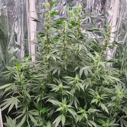 Amnésia haze (clone) growlog timeline photo