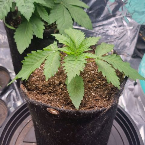 Wedding cake  growlog timeline photo