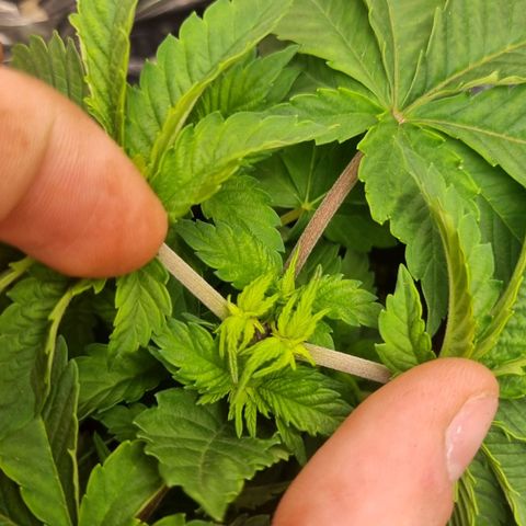 AK 47 growlog timeline photo