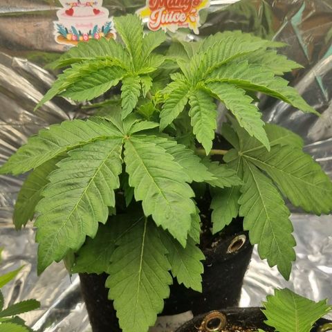 AK 47 growlog timeline photo