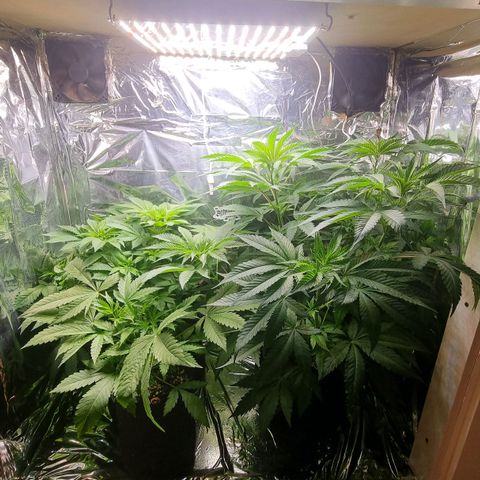 Amnésia haze (clone) growlog timeline photo