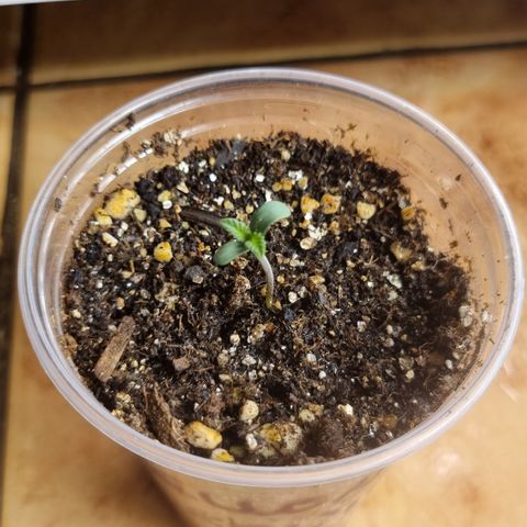 Mellon Kali's growlog timeline photo