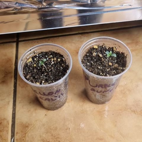 Mellon Kali's growlog photo: Início de vega 