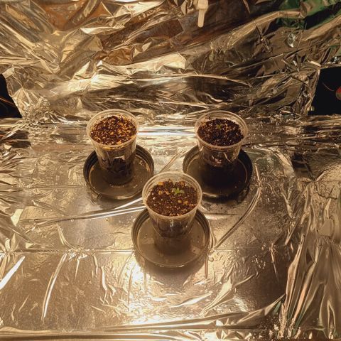 Mellon Kali's growlog photo: Início de vega 