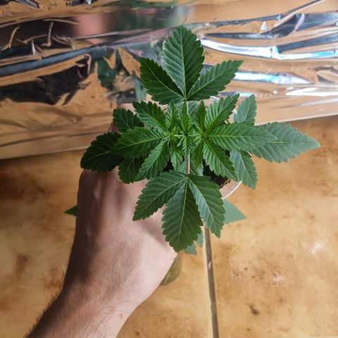 Mellon Kali's growlog timeline photo