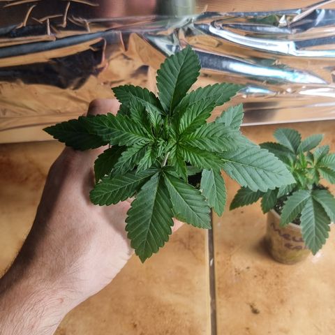 Purple punch  growlog timeline photo