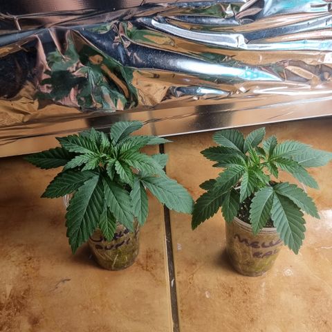 Mellon Kali's growlog timeline photo