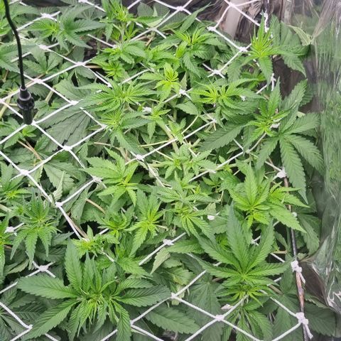 Purple punch  growlog timeline photo