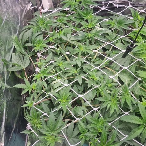 Mellon Kali's growlog timeline photo