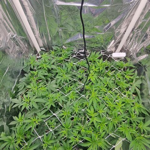 Mellon Kali's growlog photo: 42 dias de vegetação 
