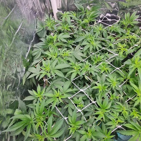 Mellon Kali's growlog timeline photo