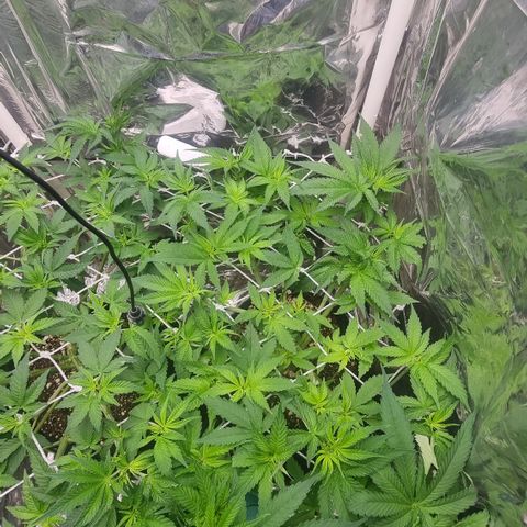 Purple punch  growlog timeline photo