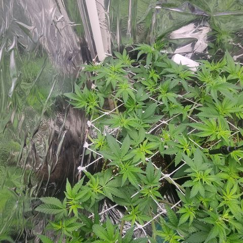 Mellon Kali's growlog timeline photo