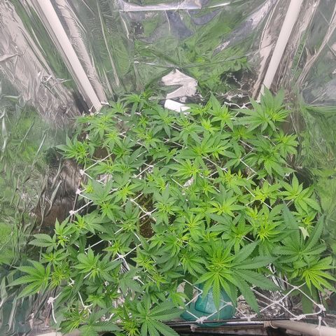 Mellon Kali's growlog timeline photo