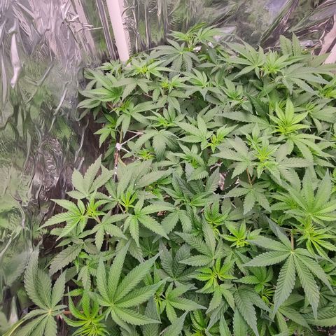 Mellon Kali's growlog timeline photo