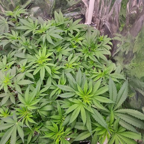 Purple punch  growlog timeline photo