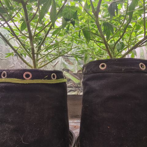 Mellon Kali's growlog timeline photo
