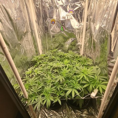 Mellon Kali's growlog timeline photo