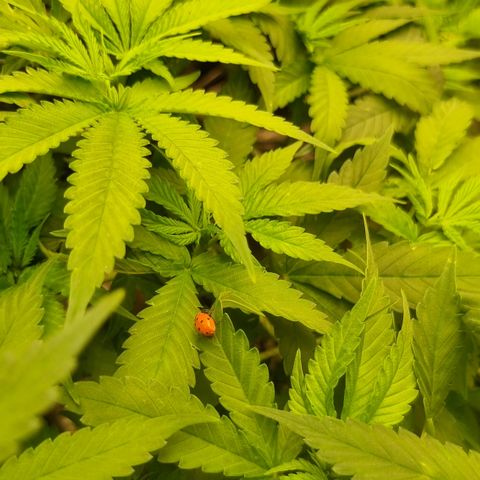 Mellon Kali's growlog timeline photo