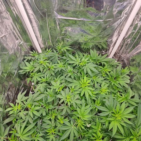 Mellon Kali's growlog timeline photo
